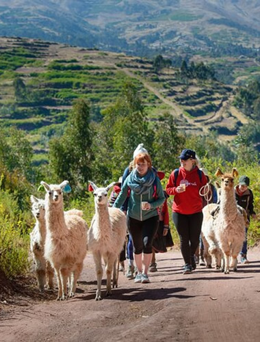 Alpaca farm sacred valley